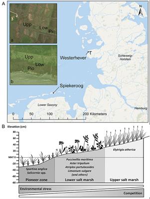 Effects of Inundation, Nutrient Availability and Plant Species Diversity on Fine Root Mass and Morphology Across a Saltmarsh Flooding Gradient